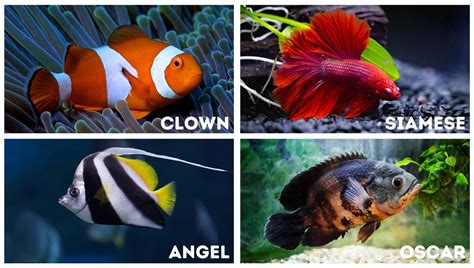 fish name generator|Fish Name Generator: Uncover the Perfect Name for Your .